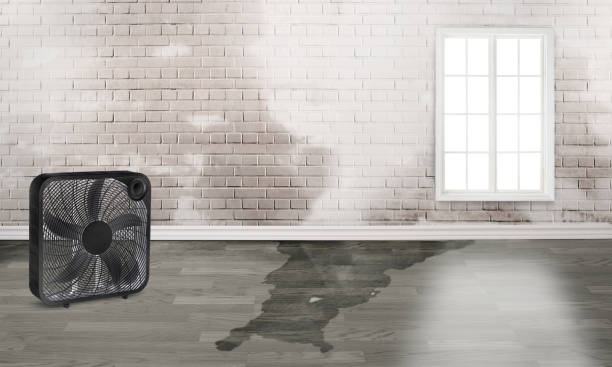 Best Water damage cleanup near me  in Liberty Hill, TX